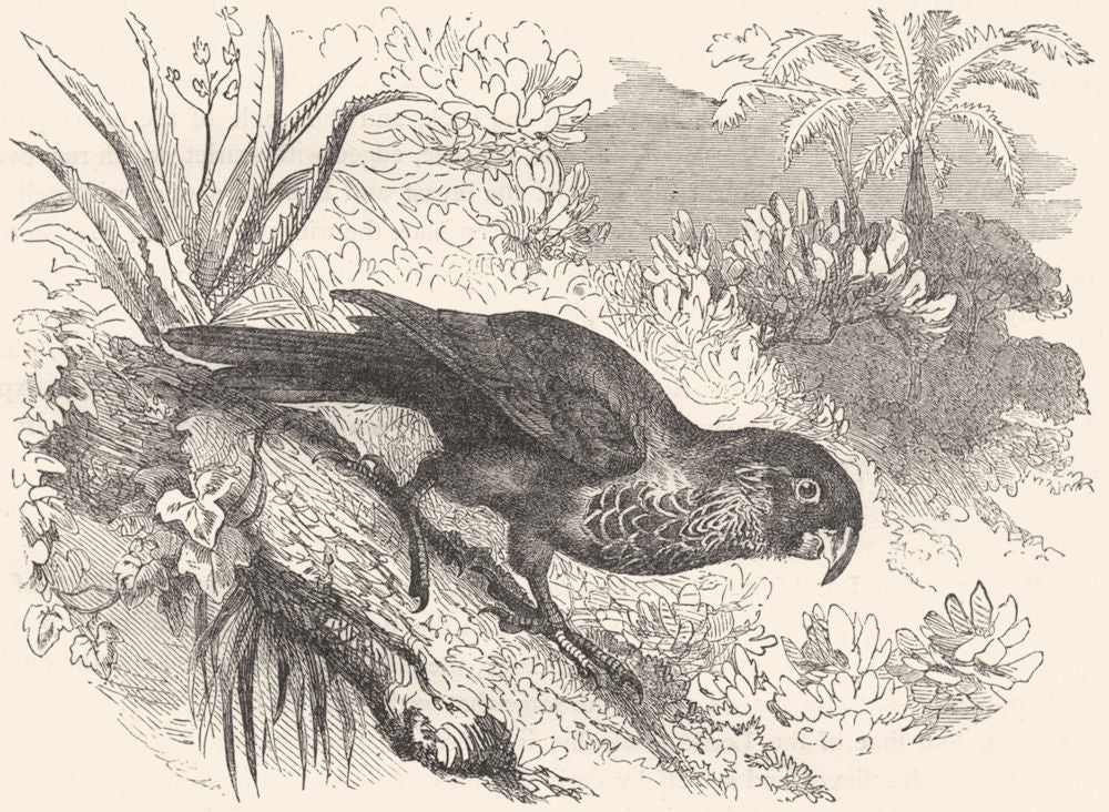 BIRDS. Cracker. Lory. Dappled Lorikeet c1870 old antique vintage print picture